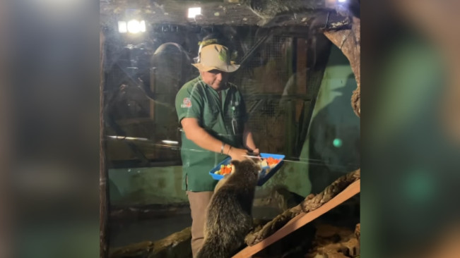 Pemberian makan satwa malam hari oleh zookeeper. [Instagram]